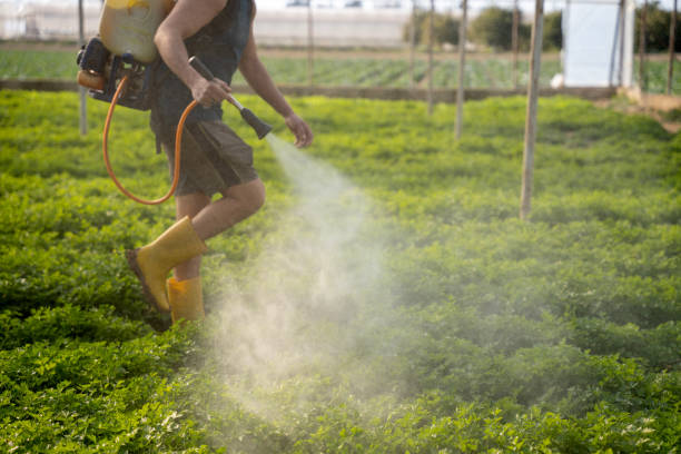 Best Pest Removal Services  in Krugerville, TX